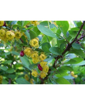 Berberis vulgaris